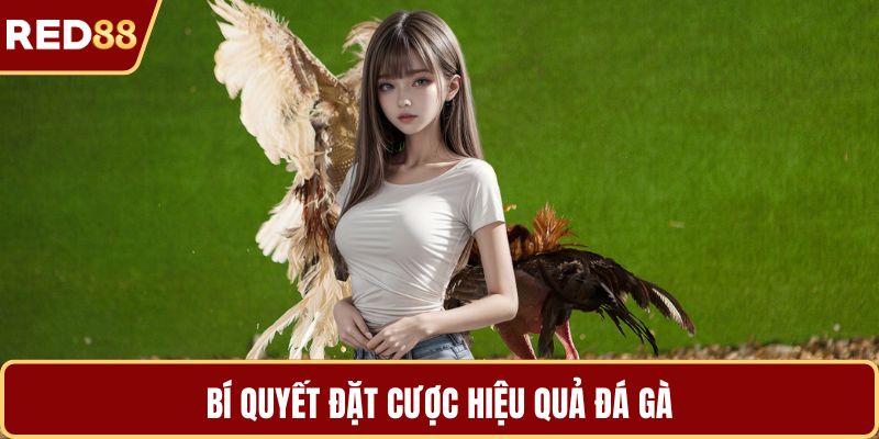 Bí quyết đặt cược hiệu quả đá gà