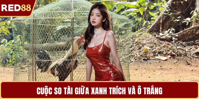 Cuộc so tài giữa xanh trích và ô trắng