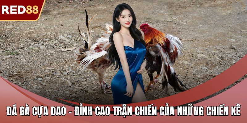 Đá gà cựa dao