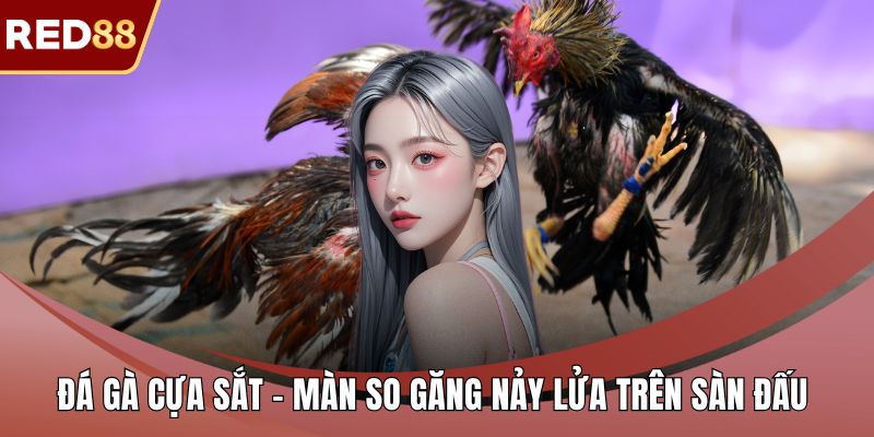 Đá gà cựa sắt