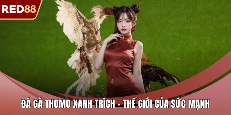 Đá gà Thomo xanh trích