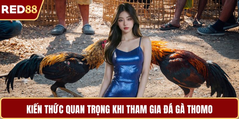 Kiến thức quan trọng khi tham gia đá gà thomo