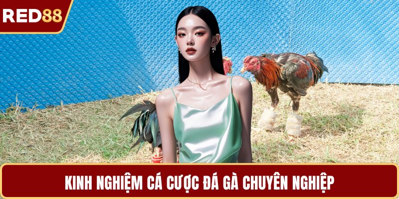 Kinh nghiệm cá cược đá gà chuyên nghiệp