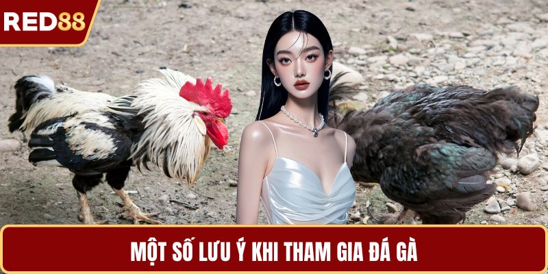 Một số lưu ý khi tham gia đá gà