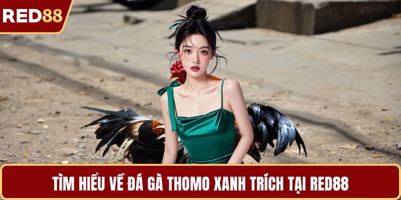 Tìm hiểu về đá gà Thomo xanh trích tại RED88