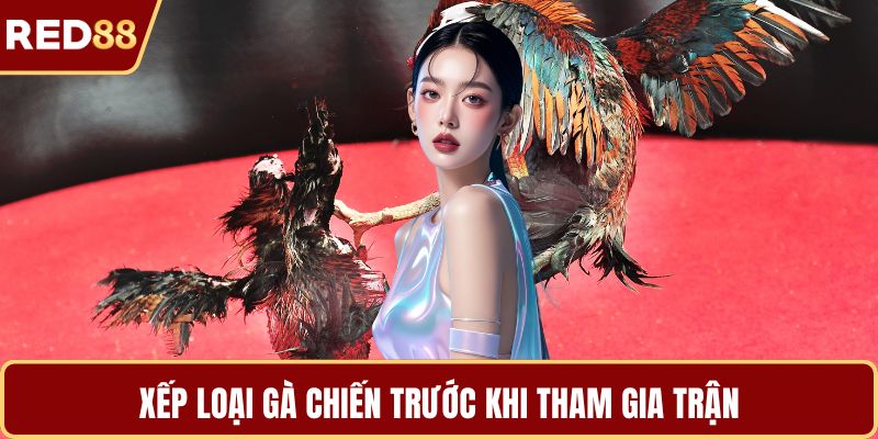 Xếp loại gà chiến trước khi tham gia trận